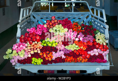 Fattoria di rose, Truckload di raccolte di rose miste pronte per la spedizione verso gli Stati Uniti, Eucador è uno dei più grandi produttori di Rose in tutto il mondo per la sua vicinanza all'Equatore, temperature primaverili, Latacunga, provincia di Cotopaxi, Ecuador Foto Stock