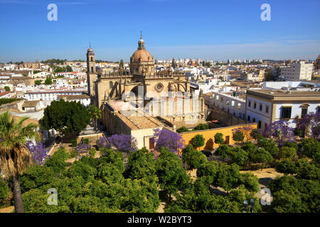 La Cattedrale di San Salvador con la fioritura degli alberi di Jacaranda, Jerez de la Frontera, la provincia di Cadiz Cadice, Andalusia, Spagna Foto Stock