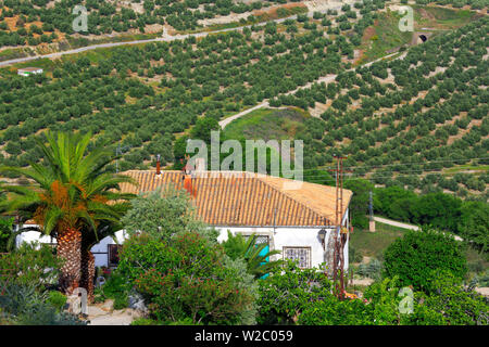 Paesaggio, uliveti da Plaza Santa Lucia, a Ubeda, Andalusia, Spagna Foto Stock