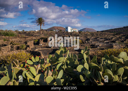 Spagna Isole Canarie Lanzarote La Geria regione vinicola, Tias, vigneto in terra vulcanica Foto Stock