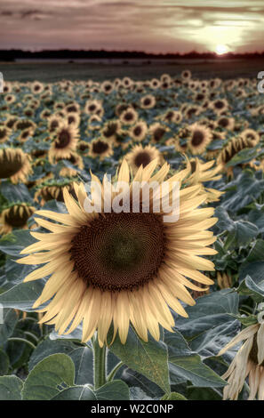 Francia, regione centrale, Indre-et-Loire, Sainte Le Maure de Touraine, girasoli in campo di girasoli Foto Stock