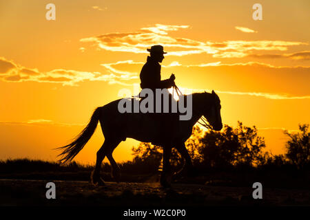 Gardian, cowboy & cavaliere della Camargue con cavalli bianchi, Camargue, Francia Foto Stock