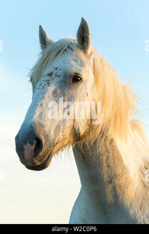 Ritratto di cavalli bianchi di testa, la Camargue, Francia Foto Stock