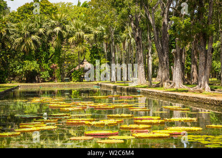 Acqua lillies, Sir Seewoosagur Ramgoolam Giardino botanico di Pamplemousses, Mauritius Foto Stock