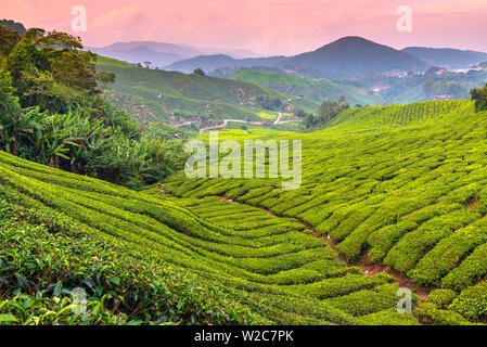 Malaysia, Pahang, Cameron Highlands, Brinchang, piantagione di tè Foto Stock