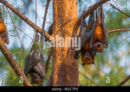 Malaysia, Pahang, Pulau Tioman (Isola di Tioman), piccola isola o Flying Fox (Pteropus hypomelanus) Foto Stock