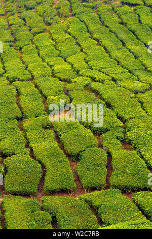 Malaysia, Pahang, Cameron Highlands, Brinchang, piantagione di tè Foto Stock