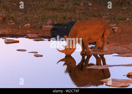 La Namibia, il Parco Nazionale di Etosha, Moringa Waterhole, il rinoceronte nero (Diceros simum) Foto Stock