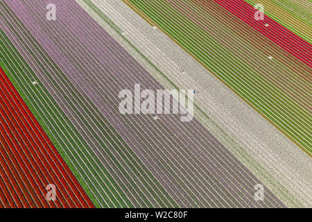 Lavoratore in campi di tulipani, North Holland, Paesi Bassi Foto Stock