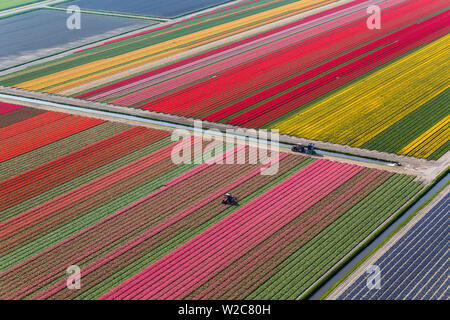 Trattore in campi di tulipani, North Holland, Paesi Bassi Foto Stock