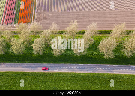 Per la circolazione su strada e di campi di tulipani, N. Holland, Paesi Bassi Foto Stock