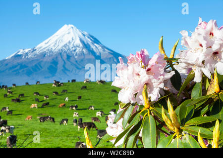 Mount Taranaki (Egmont) e il pascolo di vacche da latte, Taranaki, Isola del nord, Nuova Zelanda Foto Stock