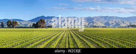 Pittoresco vigneto, Blenheim, Marlborough, Isola del Sud, Nuova Zelanda Foto Stock