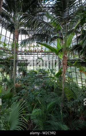 Palm serra costruita in stile brutalist fuori del calcestruzzo, presso il giardino botanico dell'Università Jagellonica a Cracovia vecchia, Polonia Foto Stock