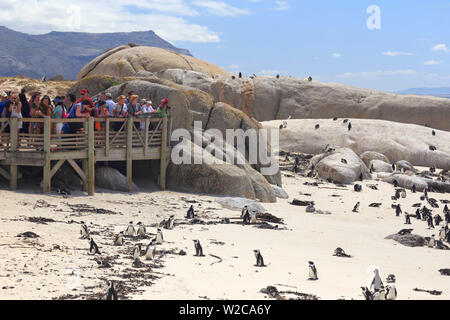 Sud Africa, Western Cape, Simon's Town, spiaggia di Boulder africana colonia di pinguini (Spheniscus demersus) Foto Stock