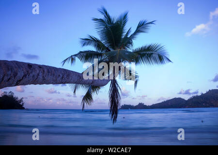 Palm Tree e spiaggia tropicale, southern Mahe, Seicelle Foto Stock