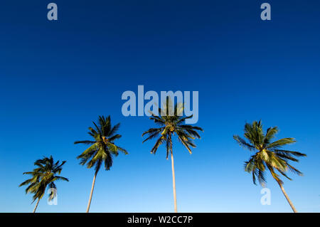 Quattro palme in cielo blu, Mafia island, Tanzania Foto Stock