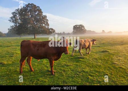 Sunrise, Usk Valley, South Wales, Regno Unito Foto Stock