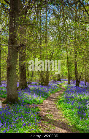 Bluebell boschi, Surrey, England, Regno Unito Foto Stock