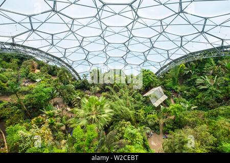 Rainforest biome, Eden Project, Cornwall, Regno Unito Foto Stock