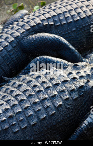 Stati Uniti d'America, Florida Everglades National Park, Big Cypress, alligatore, dettaglio alligator mississippiensis Foto Stock