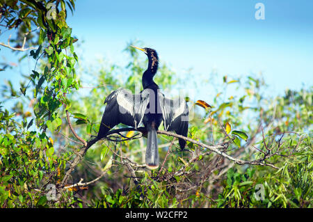 Florida Everglades National Park, Shark Valley, anhinga essiccamento si tratta di piume, le specie di uccelli trovate in calde acque poco profonde, talvolta indicato come un Snakebird Foto Stock