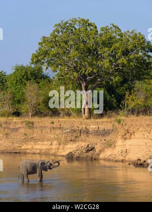 Elefante africano (Loxodonta africana) sorge in acqua, fiume Luangwa, Sud Luangwa National Park, Zambia Foto Stock