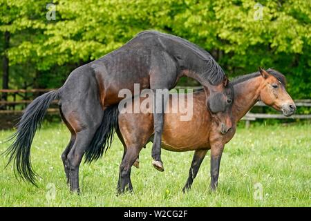 Casa Cavalli, pairing sul pascolo, Germania Foto Stock