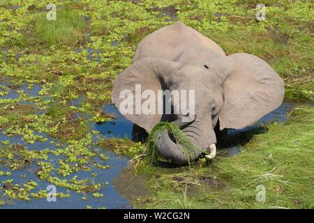 Elefante africano (Loxodonta africana) sorge nella palude e mangia erba, South Luangwa National Park, Zambia Foto Stock