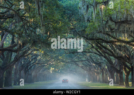 Stati Uniti d'America, Georgia, savana, Wormsloe sito storico dello Stato, Live Oak Avenue, 400 di lecci linea la strada per l'ex Wormsloe Plantation Foto Stock