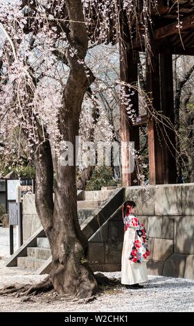 Donna Giapponese in kimono tradizionali sotto la fioritura ciliegio, la fioritura dei ciliegi, Tempio Zojoji, tempio buddista complessa, Shiba-koen, Minato Foto Stock