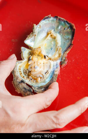 Il Vietnam, Halong Bay, floating coltivate Pearl Farm, oyster con sementi Foto Stock