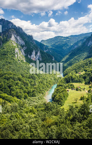 Il canyon del fiume Tara di montagne del Montenegro. Foto Stock