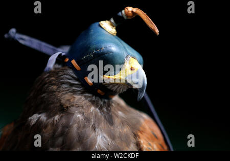 Londra, Regno Unito. 8 Luglio, 2019. Rufus Wimbledon Hawk, i campionati di Wimbledon 2019, 2019 Credit: Allstar Picture Library/Alamy Live News Foto Stock