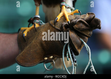 Londra, Regno Unito. 8 Luglio, 2019. Rufus Wimbledon Hawk guanto, i campionati di Wimbledon 2019, 2019 Credit: Allstar Picture Library/Alamy Live News Foto Stock