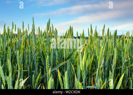 Spring Green wheat field Foto Stock