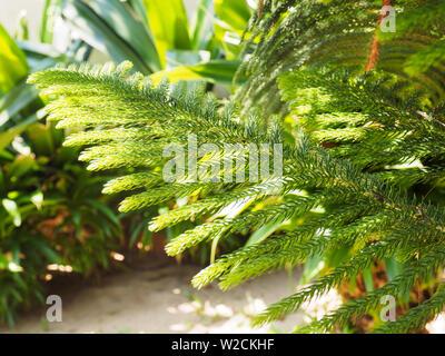 Verde di piante tropicali di Kochi, in Kerala, India Foto Stock