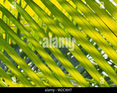 Il Cocco di foglie di palma di Kochi, in Kerala, India Foto Stock