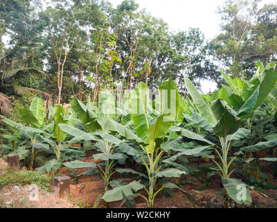 Boschetto di giovani palme di banane di Kochi, in Kerala, India Foto Stock