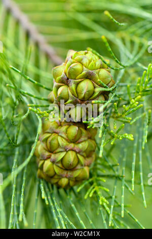 Casuarinaceae semi di giovani su albero Foto Stock