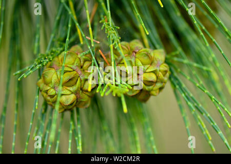 Casuarinaceae semi di giovani su albero Foto Stock