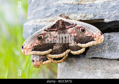 Close-up due naturali grande imperatore falene (saturnia pyri) farfalle Foto Stock