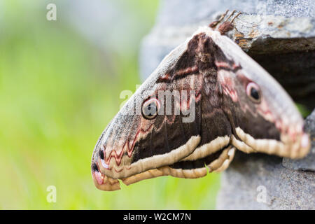 Close-up due naturali viennese di imperatore (saturnia pyri) farfalle Foto Stock