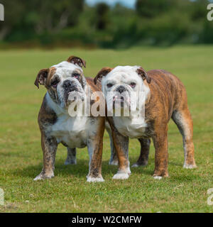 Bulldog Foto Stock