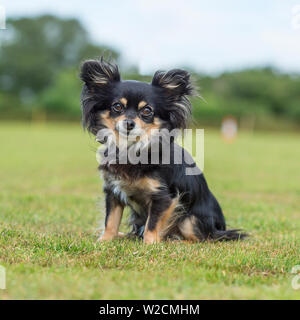 Chihuahua longcoated Foto Stock