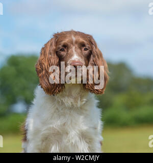 English Springer spaniel Foto Stock
