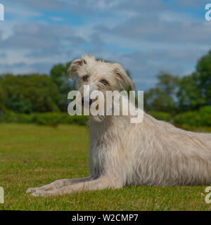 Lurcher Foto Stock