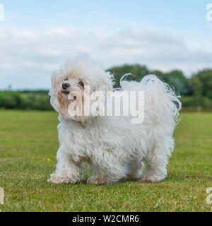 Cane maltese Foto Stock