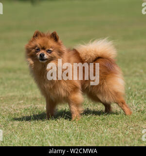 cane di Pomeranian Foto Stock