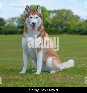 husky siberiano Foto Stock